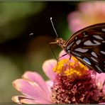 Mariposa de perfil