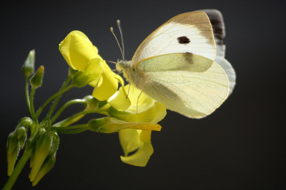 mariposa de perfil