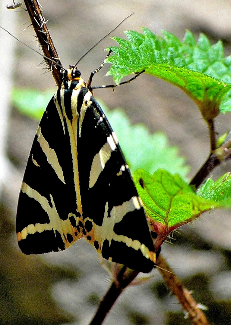 Mariposa de pizarra