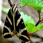 Mariposa de pizarra