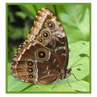 Mariposa de Tenerife