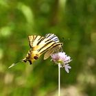 Mariposa de un Verano...Julio..