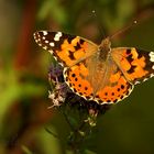 Mariposa de vellos colores