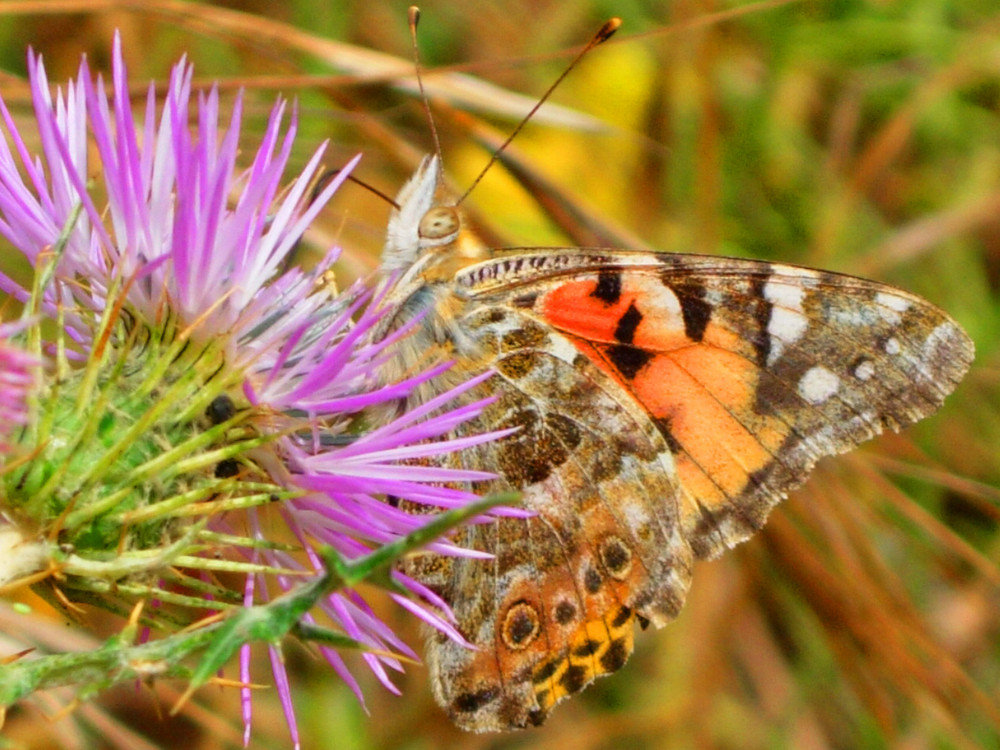 Mariposa.