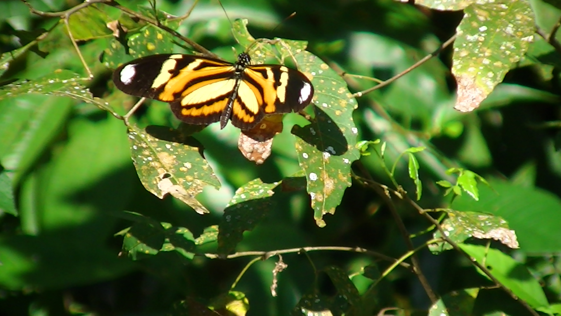 mariposa