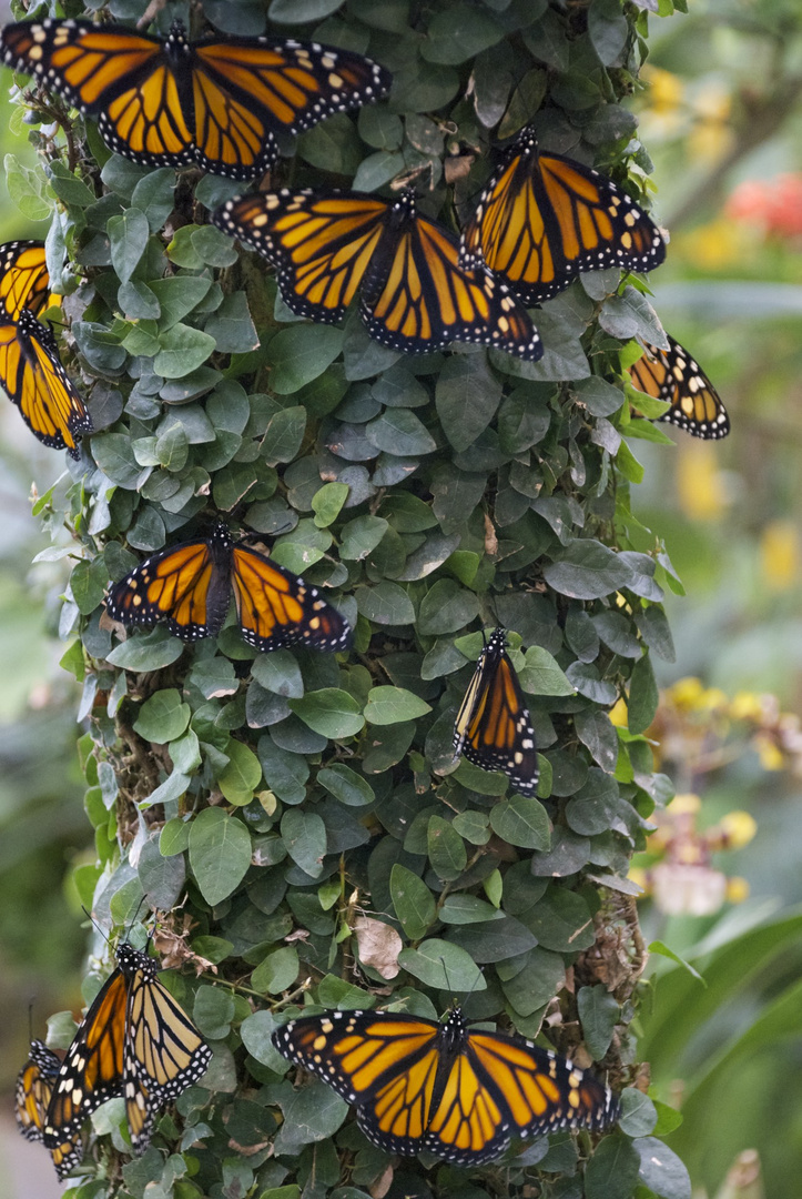 Mariposa del Drago