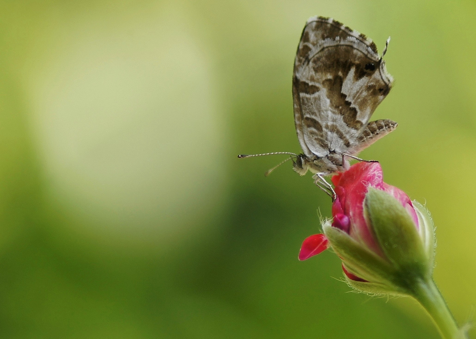 Mariposa del geranio