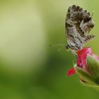 Mariposa del geranio