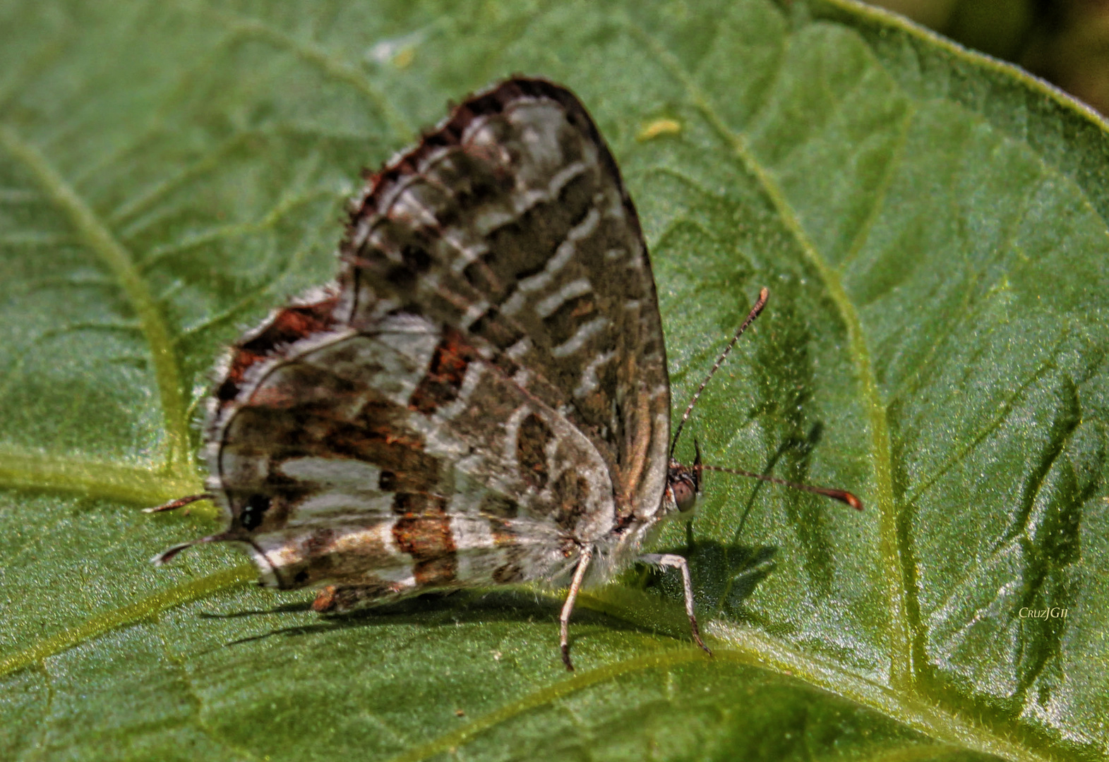 Mariposa del geranio..