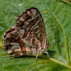 Mariposa del geranio..