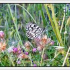 Mariposa diurna I (Melanargia ines)