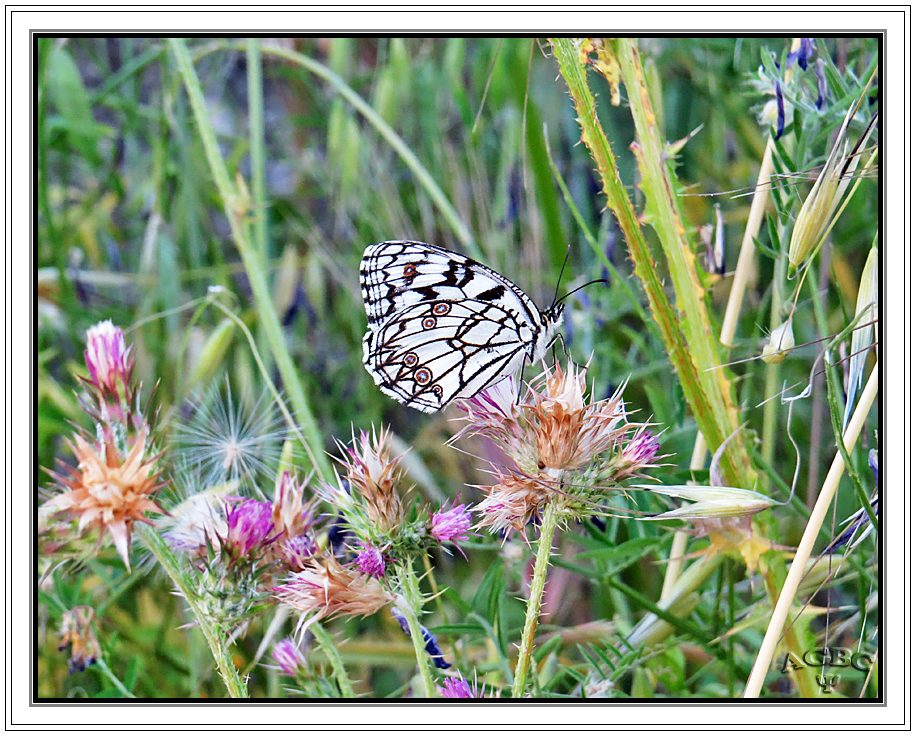 Mariposa diurna I (Melanargia ines)