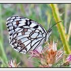 Mariposa diurna II (Melanargia ines)