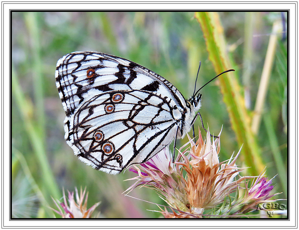 Mariposa diurna II (Melanargia ines)