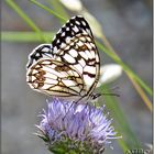 Mariposa diurna Melanargia ines I