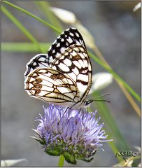 Mariposa diurna Melanargia ines I