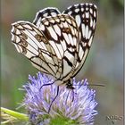 Mariposa diurna Melanargia ines II