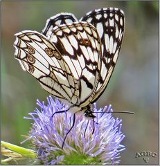 Mariposa diurna Melanargia ines II