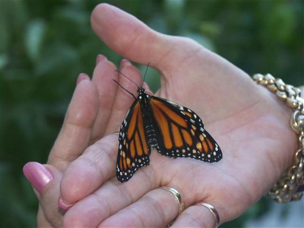 Mariposa domesticada