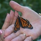 Mariposa domesticada