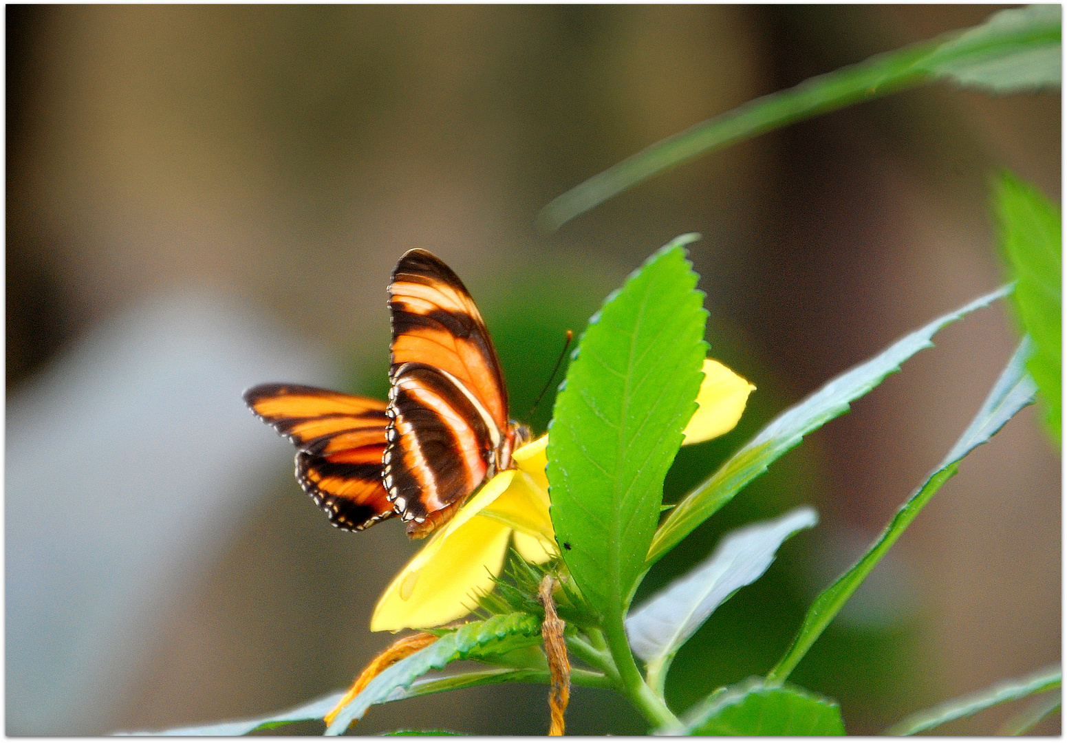 Mariposa