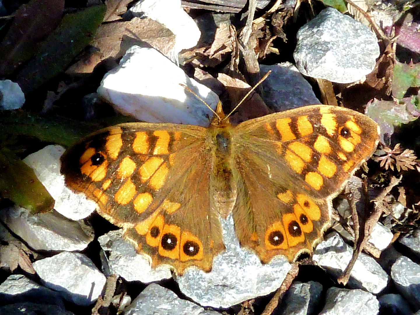 mariposa