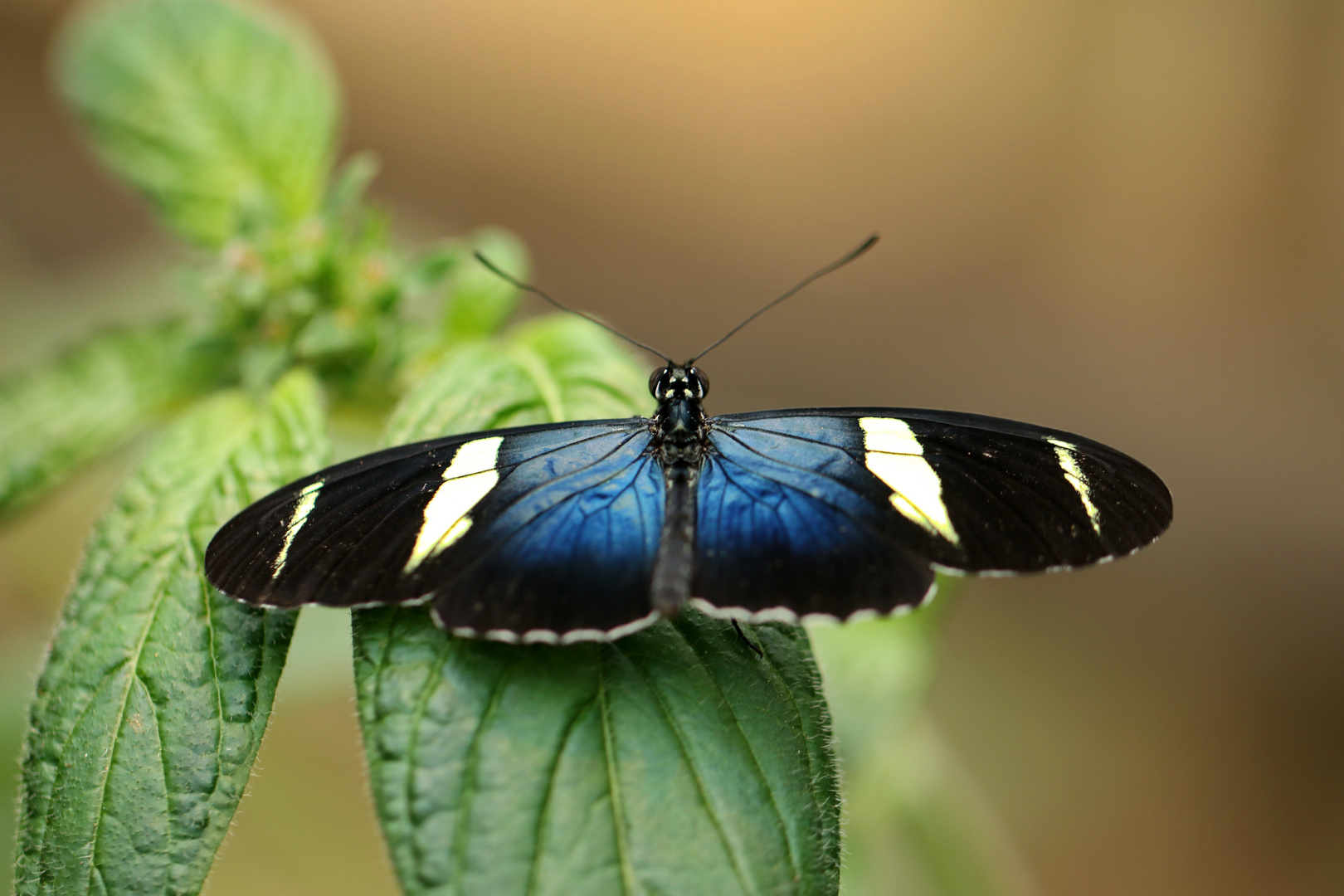 Mariposa