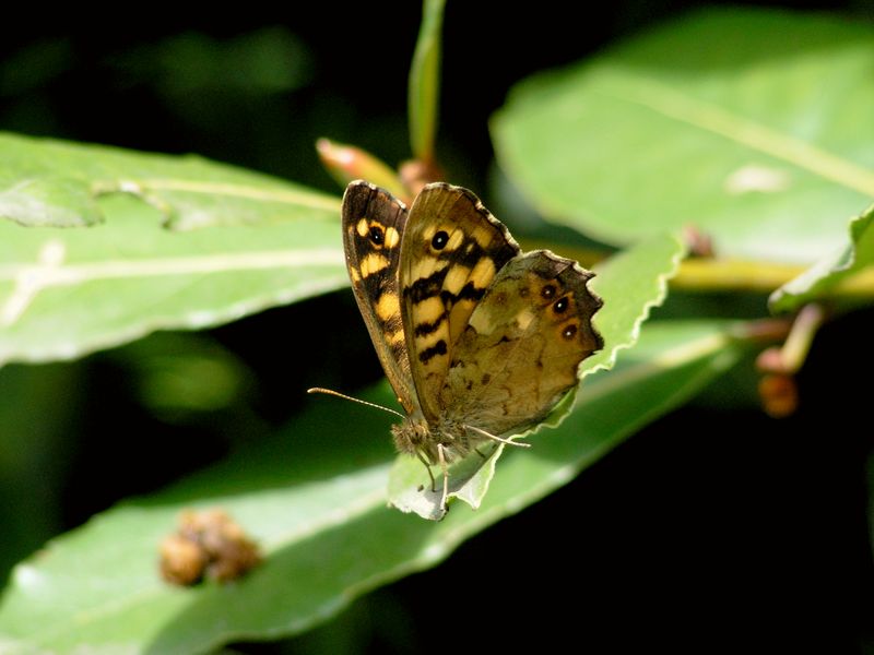 Mariposa