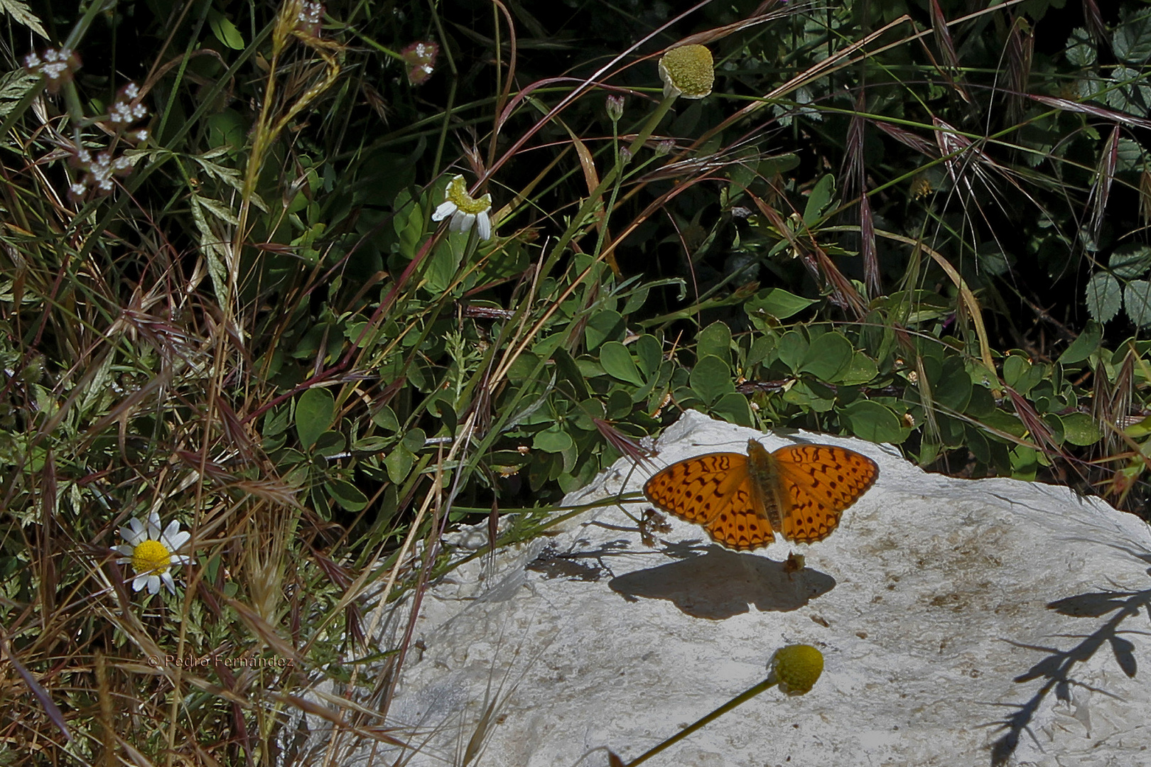 Mariposa