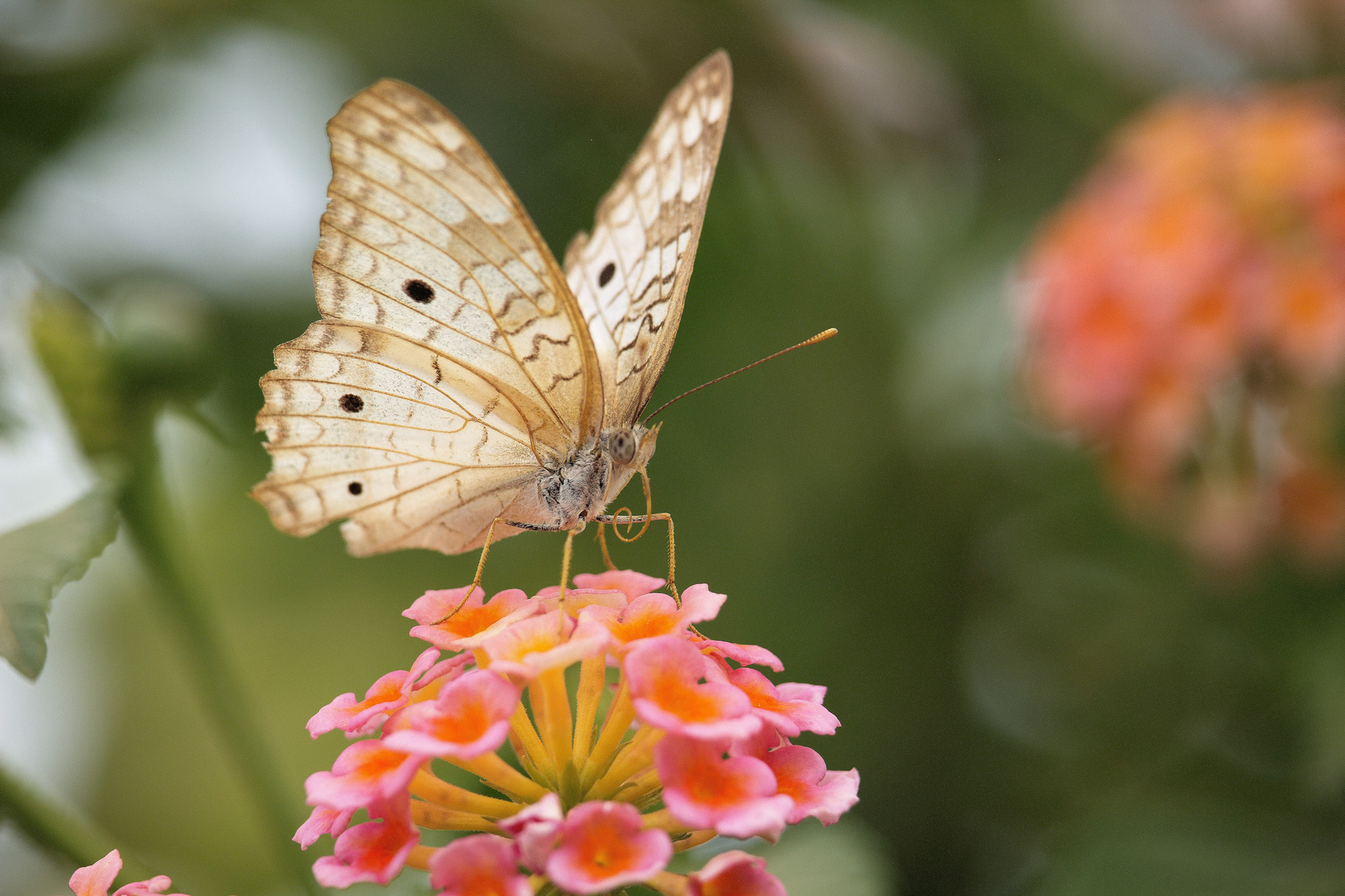 Mariposa