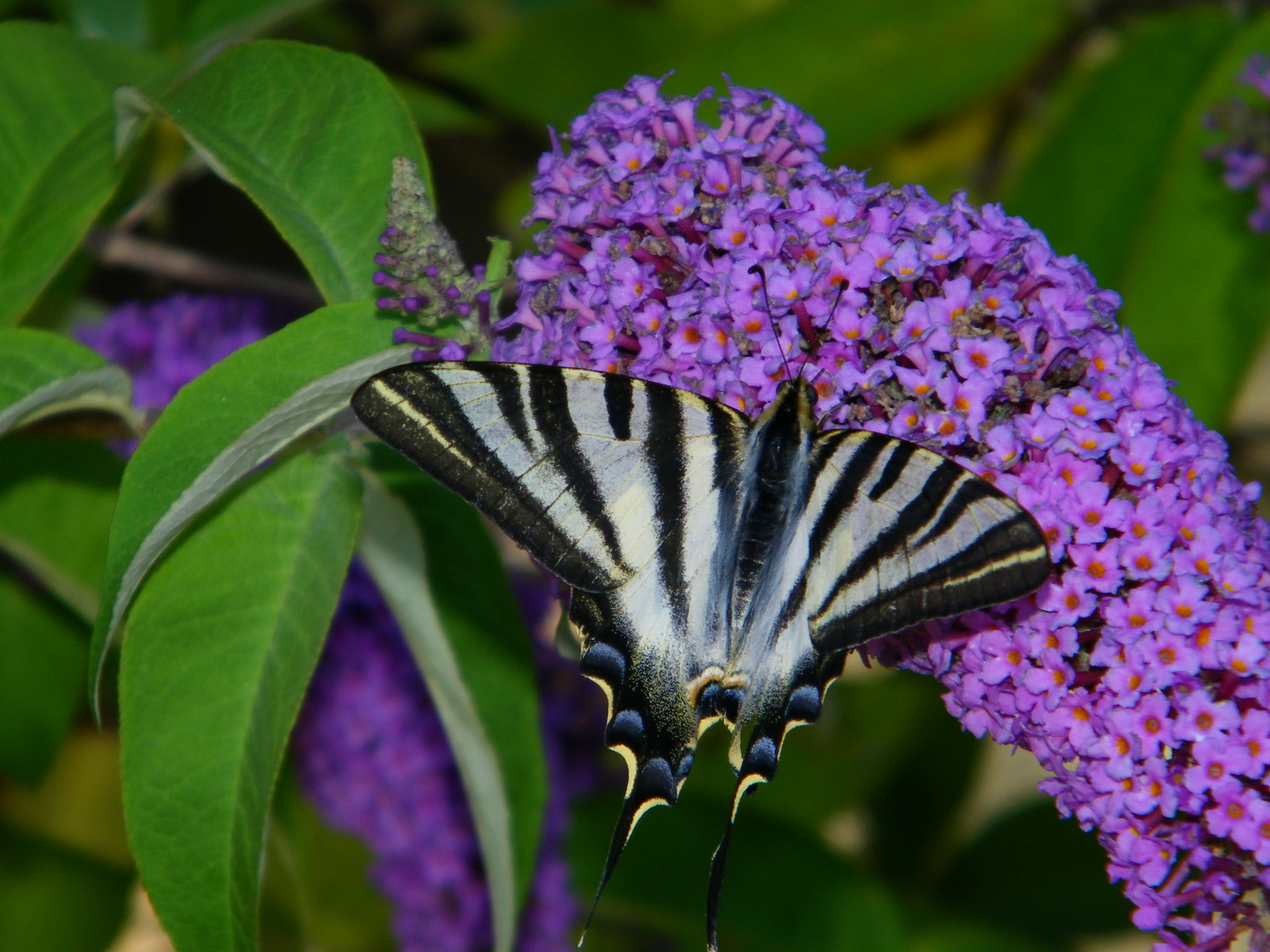 Mariposa