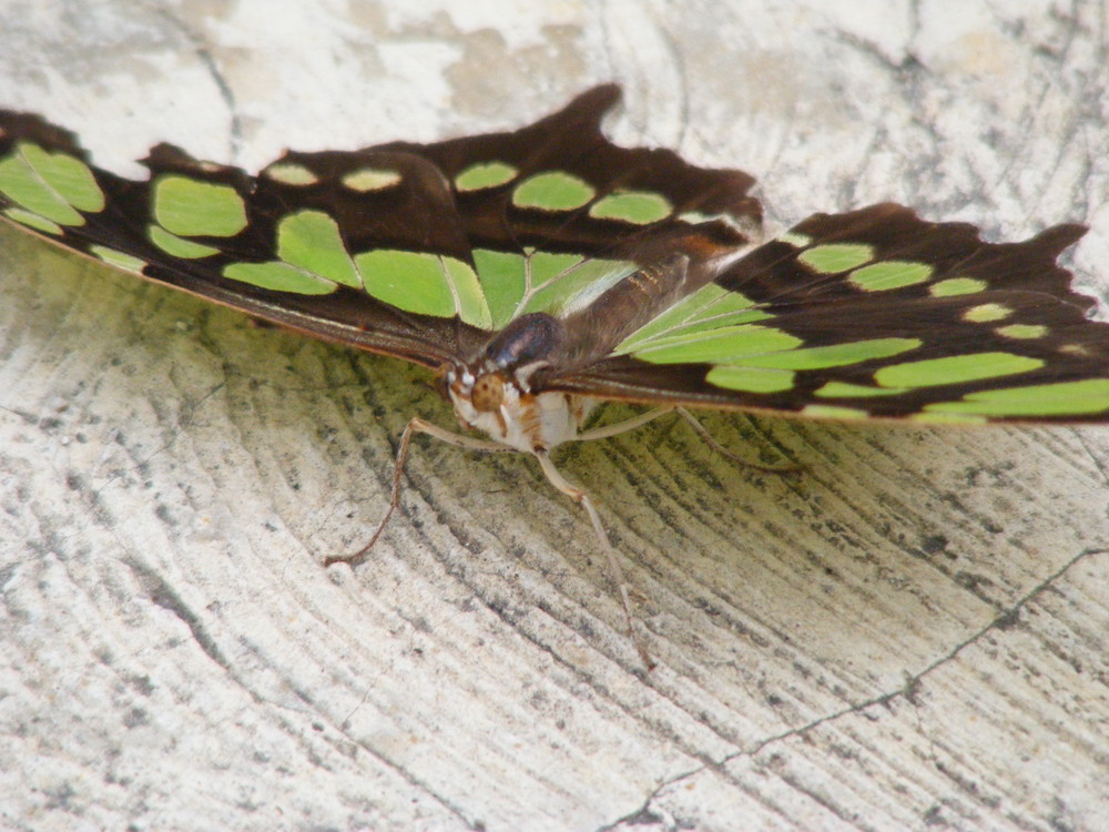 mariposa