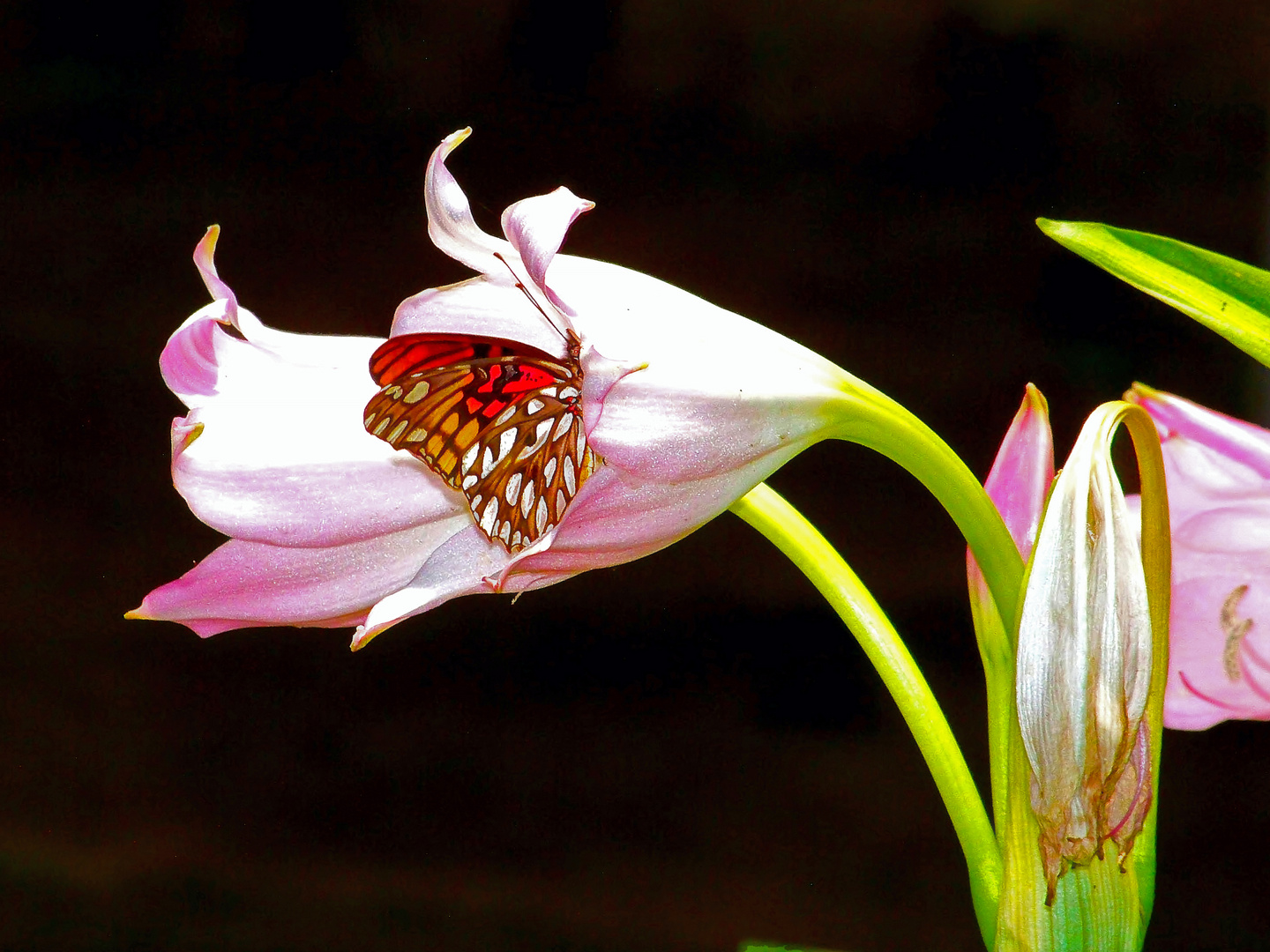 Mariposa en azucena