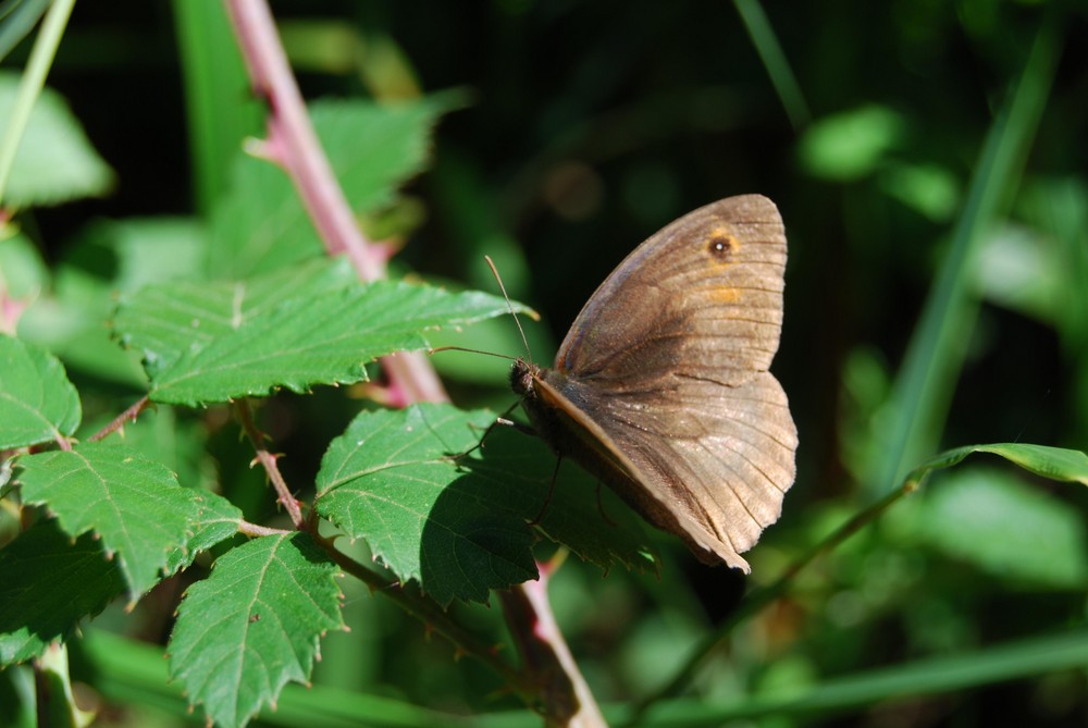 MARIPOSA EN BOSQUE DE EUCALIPTO