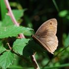 MARIPOSA EN BOSQUE DE EUCALIPTO