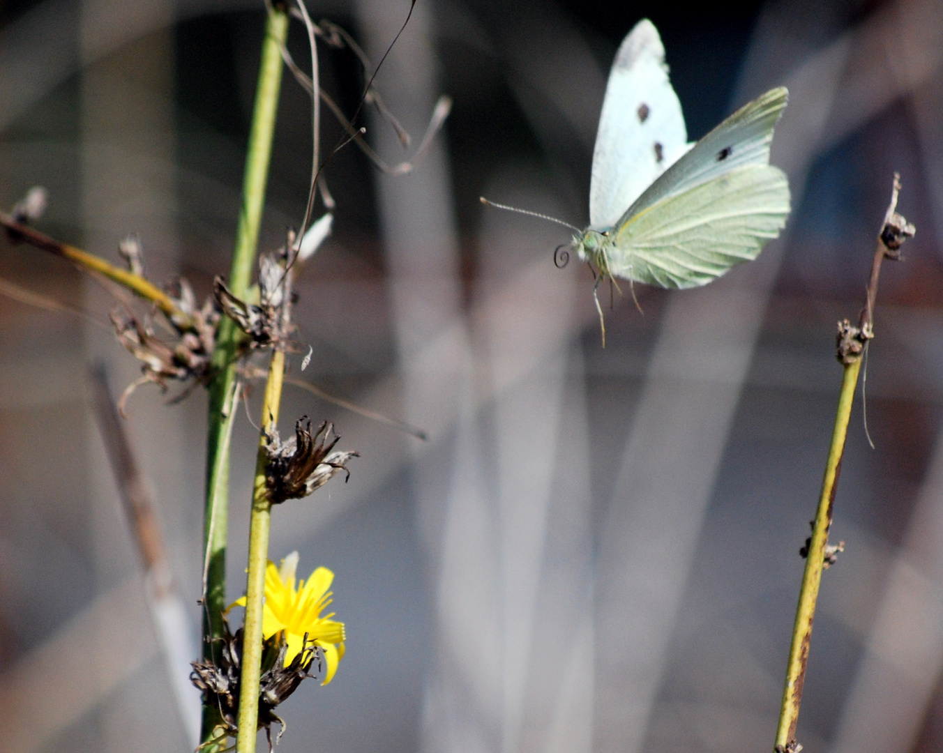 MARIPOSA EN BUELO.