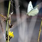 MARIPOSA EN BUELO.