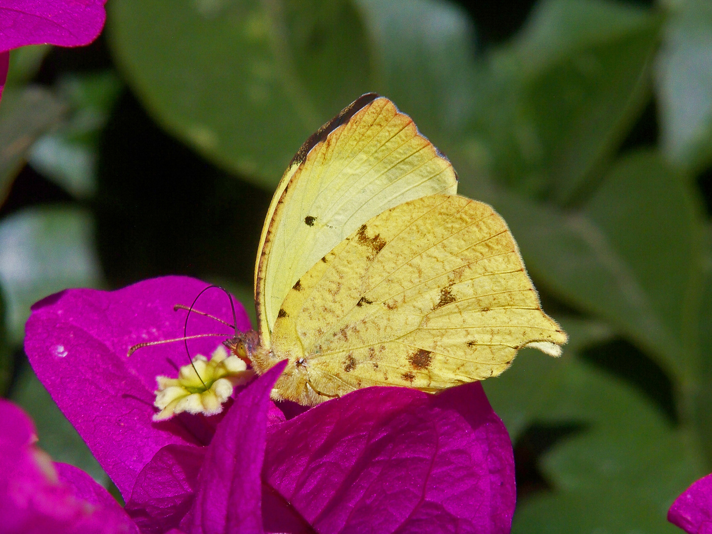 Mariposa en bugambilia