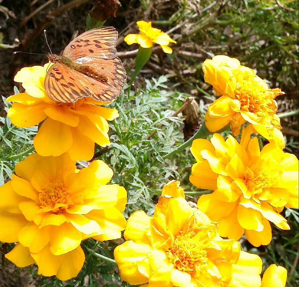 Mariposa en composé