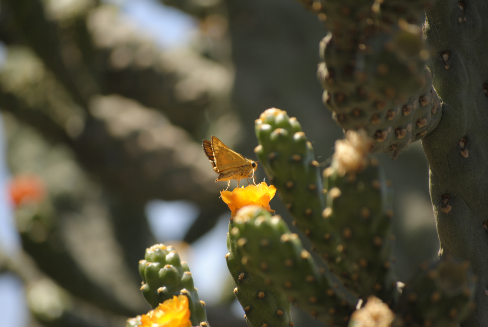 Mariposa en el Cactus