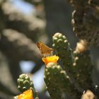 Mariposa en el Cactus