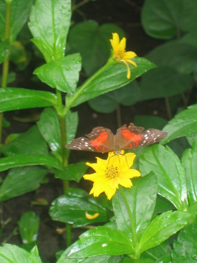 mariposa en el hortos botanicus(amsterdam)