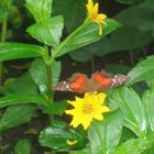 mariposa en el hortos botanicus(amsterdam)