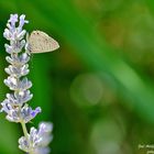 Mariposa en el jardín II