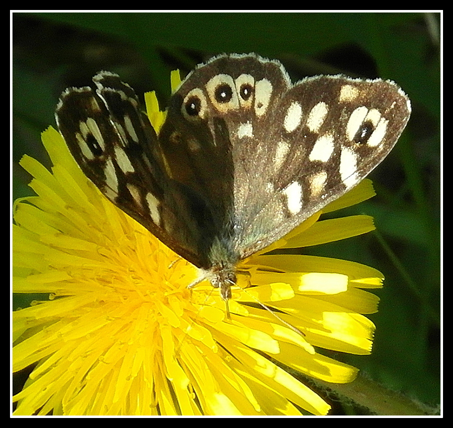 Mariposa en flor