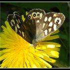 Mariposa en flor