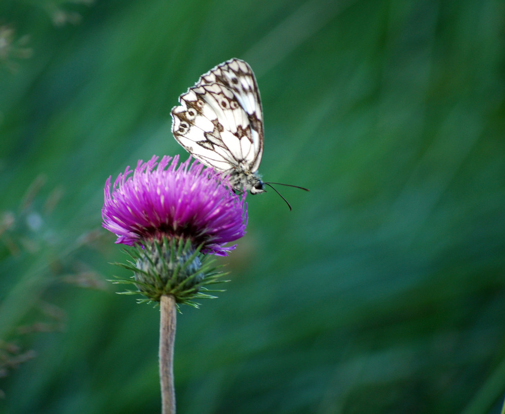 Mariposa en flor