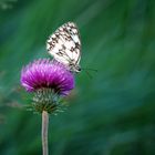 Mariposa en flor