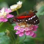 mariposa en flor