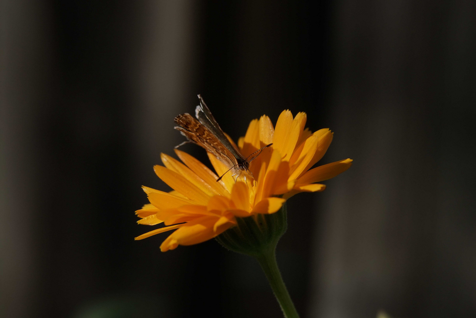 Mariposa en flor